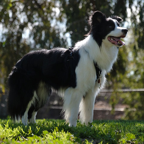 Бордер колли (вычес+мытьё+сушка)