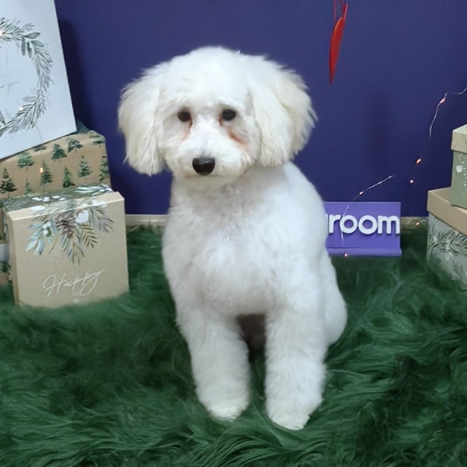 Пудель карликовый модельная стрижка + вычес колтунов (29-35 см в холке)