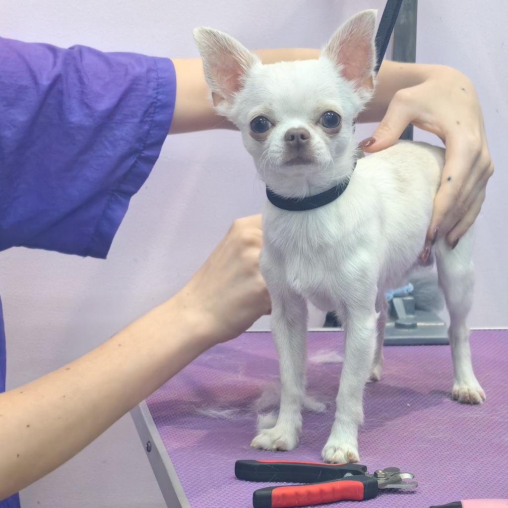 Чихуа хуа ( искусственная линька)