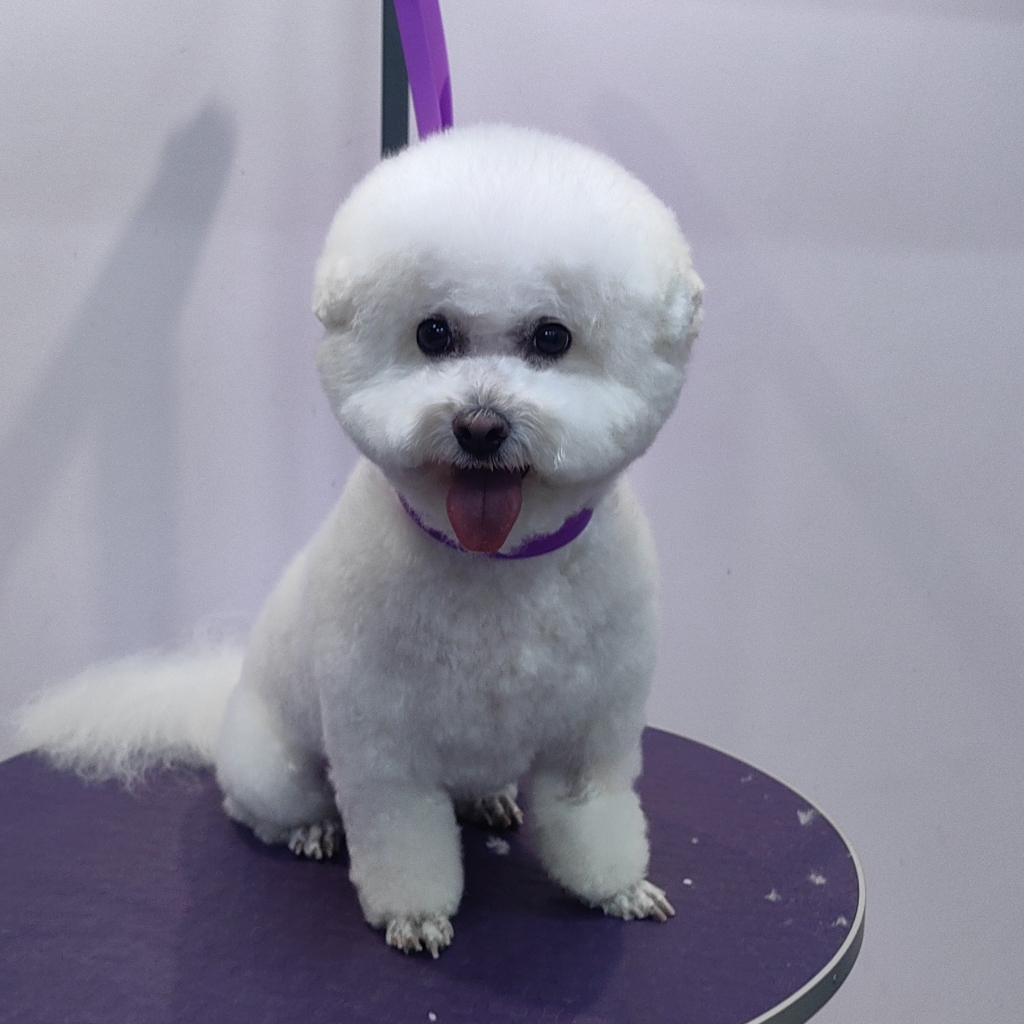 Бишон Фризе гигиенический уход ( с колтунами)