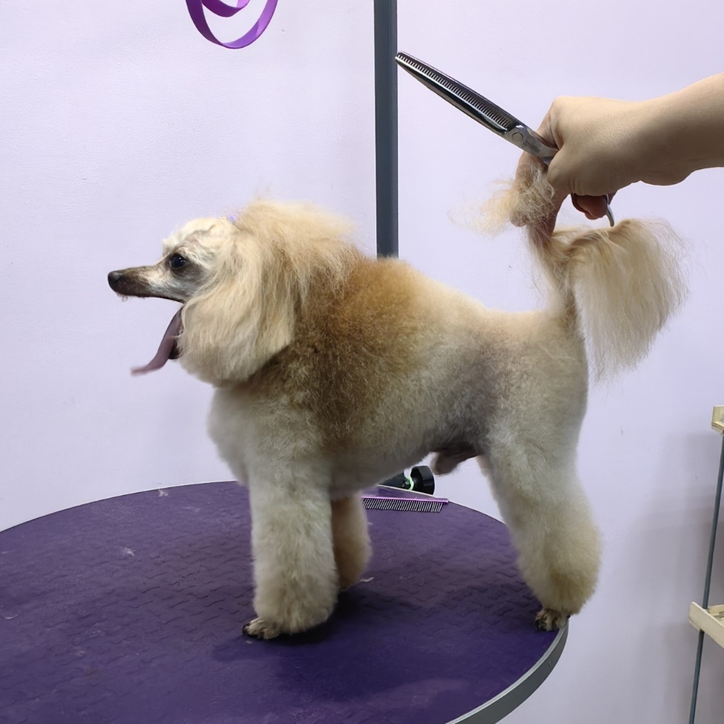 Пудель той модельная стрижка + вычес колтунов  (28см в холке)