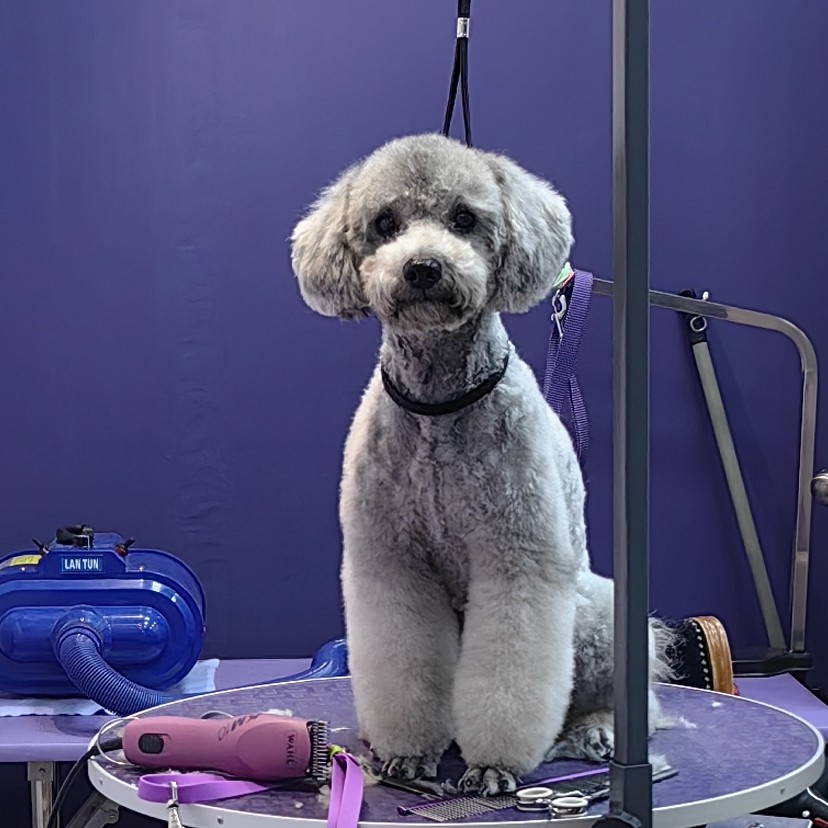 Пудель карликовый модельная стрижка  без колтунов( 29-35 см в холке)