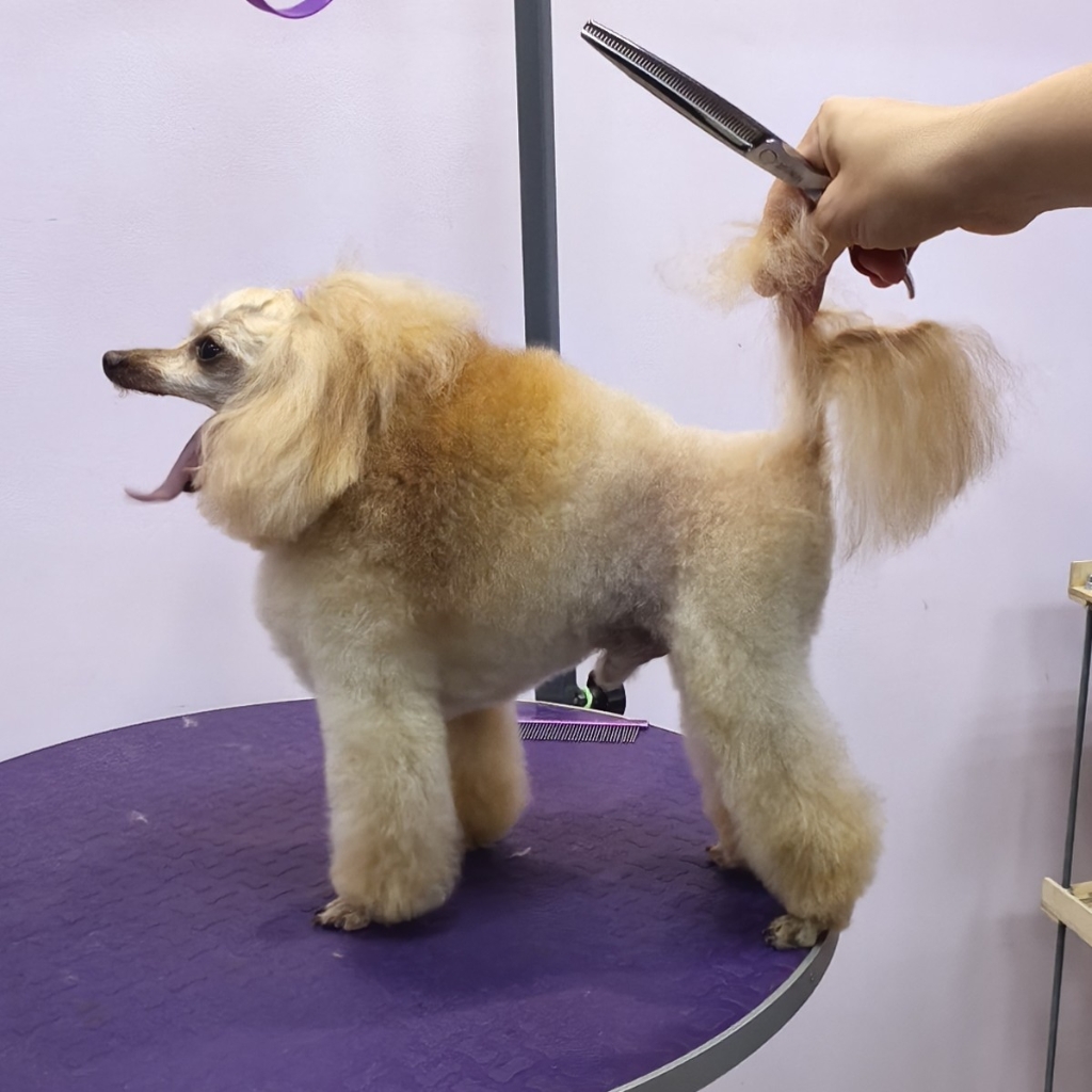 Пудель той модельная стрижка без колтунов (28см в холке)