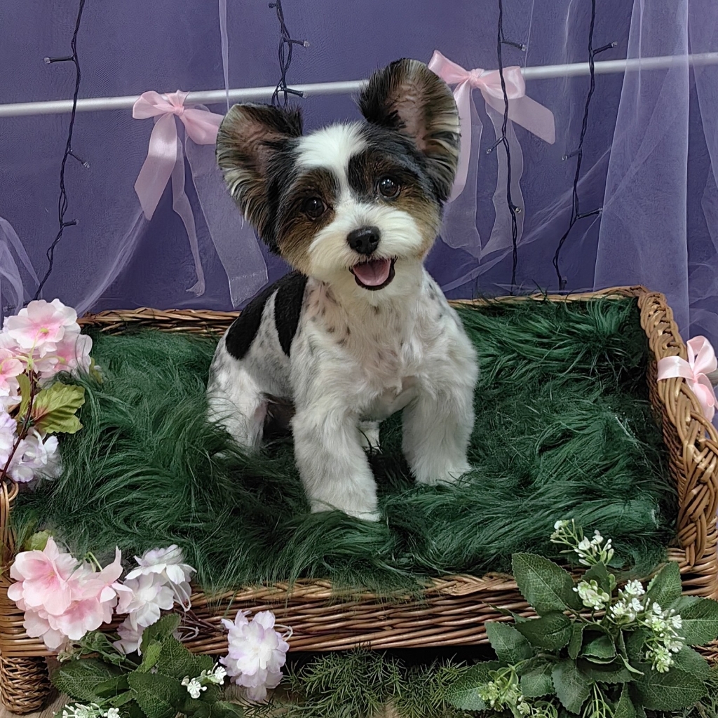 Бивер йорк гигиенический уход (без колтунов)