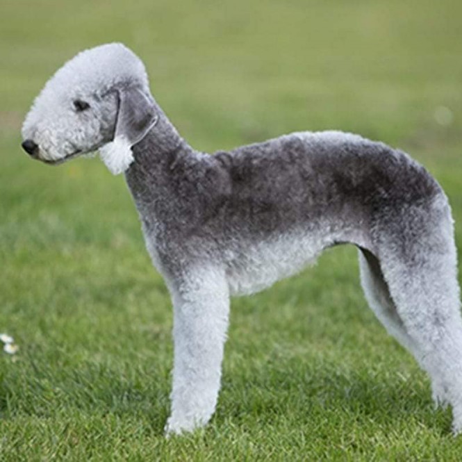 Бедлингтон стрижка