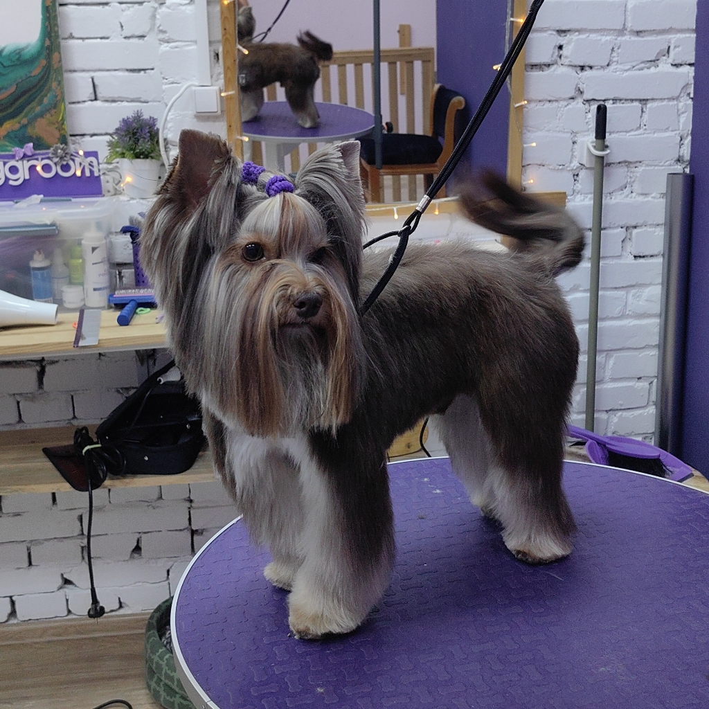 Биро йорк комплексный уход +стрижка (без колтунов)