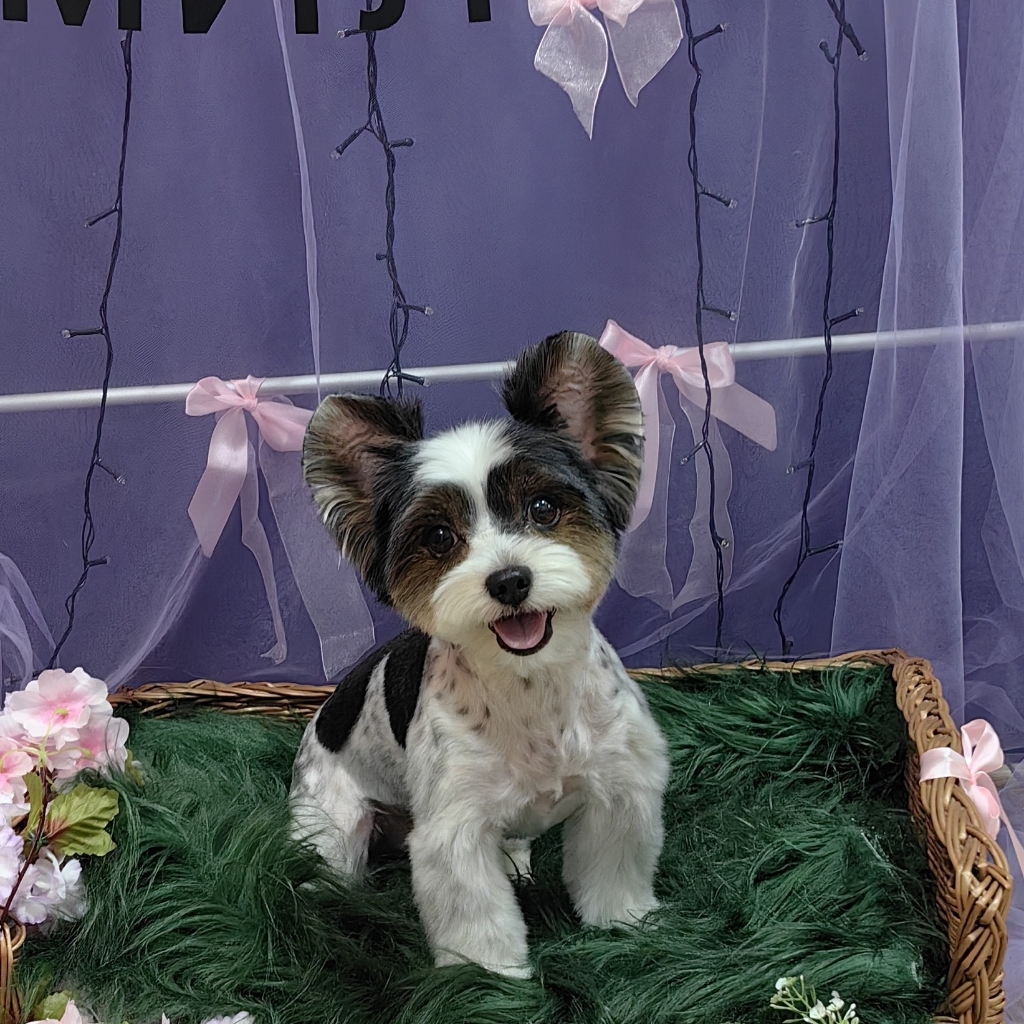 Бивер йорк комплексный уход с модельной стрижкой (с разбором колтунов)