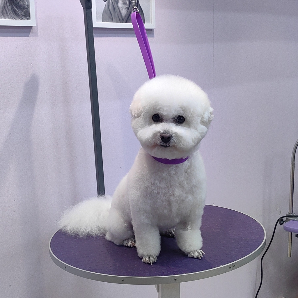 Бишон фризе комплексный уход +стрижка ( без колтунов)