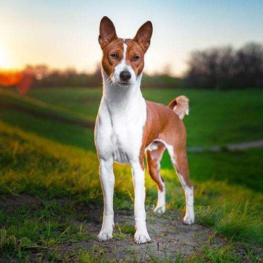 Басенджи Бэби комплекс до 4 мес: мытье +гигиена (когти, уши)