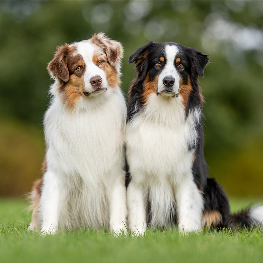 Австралийская овчарка (Аусси) Бэби комплекс до 4 мес: мытье+гигиена (когти, подушечки, уши)