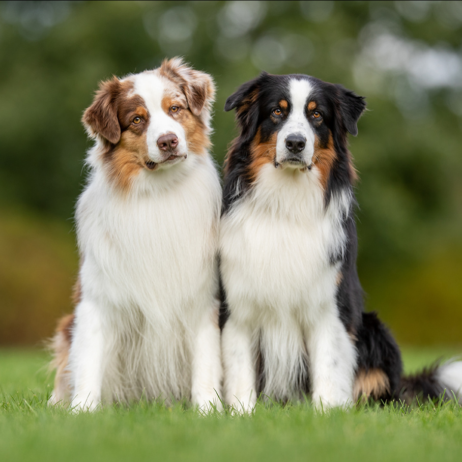 Австралийская овчарка (Аусси) Комплекс "Стандарт" без стрижки  до 58 см в холке (более 58 см + 500 р)