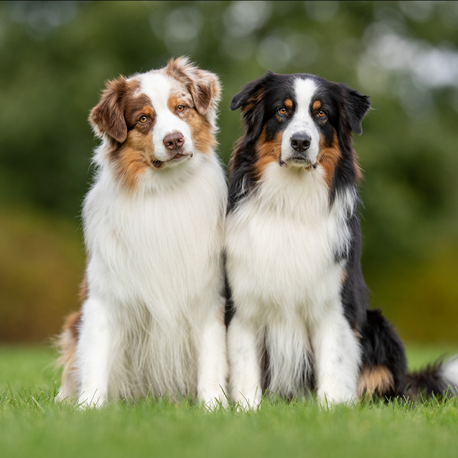 Австралийская овчарка (Аусси) Комплекс "Стандарт" со стрижкой(грудь, живот , штаны, хвост)  до 58 см в холке (более 58 см + 500 р)