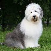 Бобтейл (старо-английская овчарка) (комплекс)