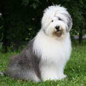 Бобтейл (старо-английская овчарка) (комплекс)