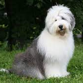 Бобтейл (Старо-английская овчарка)  (бритьё+мытьё+сушка)