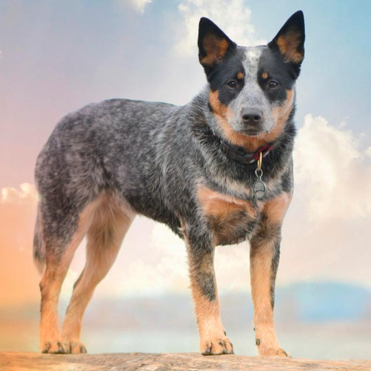 Австралийский хилер (вычес+мытье+сушка)