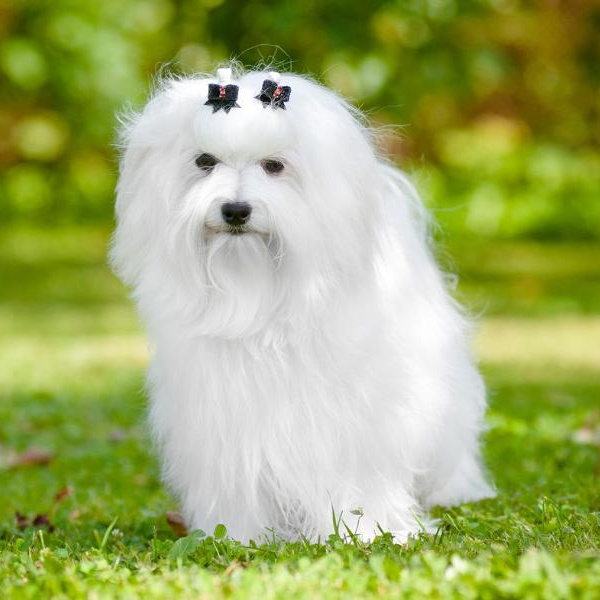 Мальтийская болонка Комплекс "Стандарт" (стрижка коротко корпус и лапы 5-9 мм) до 25 см в холке (более 25 см + 200 р)