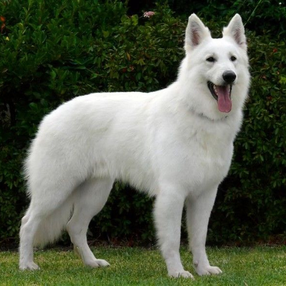 Белая швейцарская овчарка (Вычес+мытье+сушка)