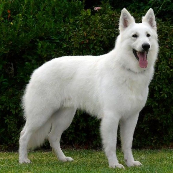 Белая швейцарская овчарка (вычес+мытье+сушка)