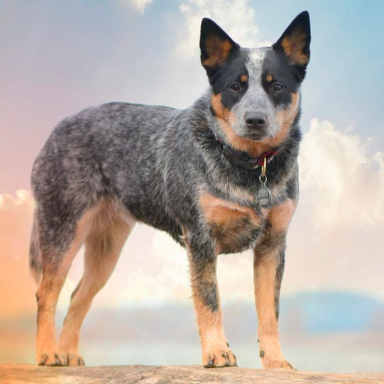 Австралийский хилер (вычес+мытье+сушка)