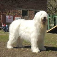 Южнорусская овчарка ЮРО (Вычес+мытье+сушка)