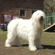 Южнорусская овчарка ЮРО (Вычес+мытье+сушка)