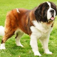 Сенбернар длинношерстный комплекс (вычес, мытьё, сушка)