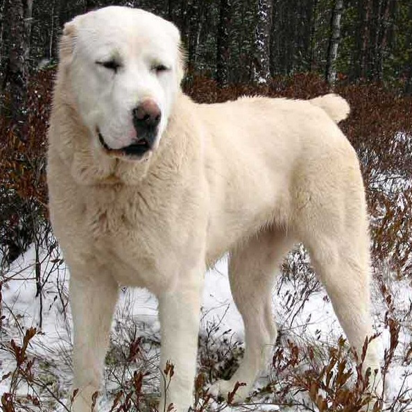 Среднеазиатская овчарка Алабай (САО) комплекс (вычес, мытьё, сушка)
