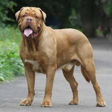 Бордоский дог (вычес, мытьё, сушка)