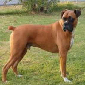 Боксер (вычес, мытьё, сушка)