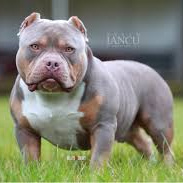 Американский булли (вычес, мытьё, сушка)