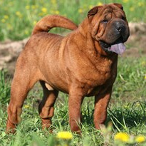 Шарпей (вычес+мытьё+сушка)