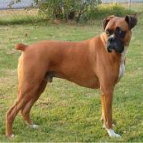 Боксер (вычес, мытьё, сушка)