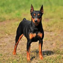 Цвергпинчер (вычес, мытье, сушка)