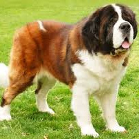 Сенбернар длинношерстный комплекс (вычес, мытьё, сушка)