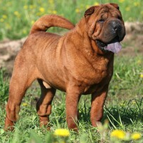 Шарпей (вычес+мытьё+сушка)