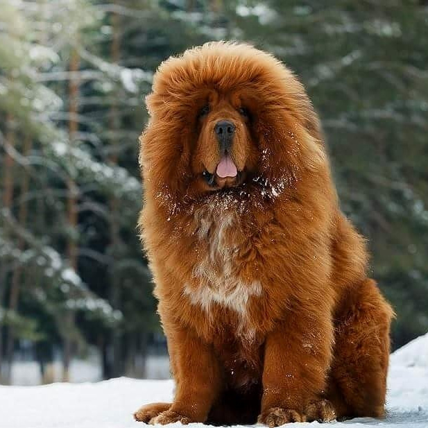 Тибетский мастиф (китайский тип)  комплекс (вычес, мытьё, сушка)