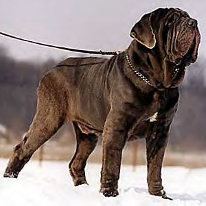 Неаполитанский мастиф (вычес, мытье, сушка)