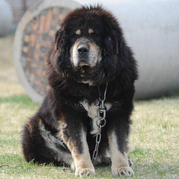 Тибетский мастиф (европейский тип) комплекс (вычес, мытьё, сушка)