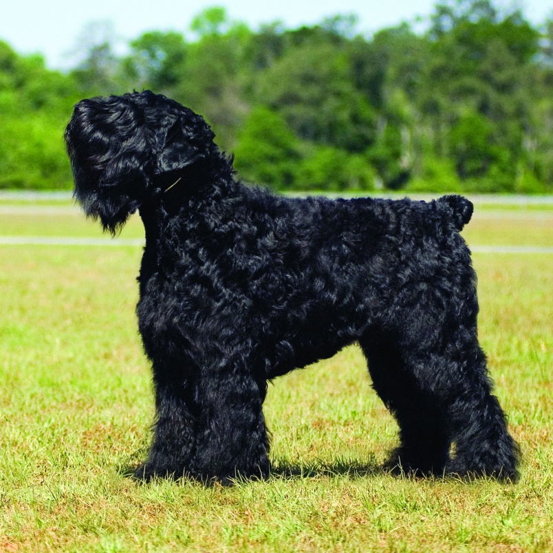 Русский черный терьер РЧТ (гигиена с мытьём)