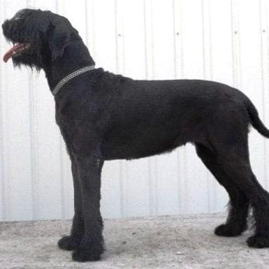 Русский черный терьер РЧТ (бритьё+мытьё+сушка)