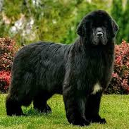 Ньюфаундленд (комплекс)