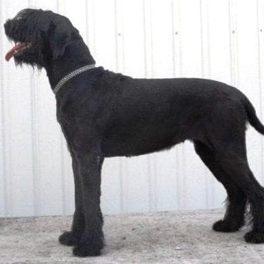 Русский черный терьер РЧТ (бритьё+мытьё+сушка)