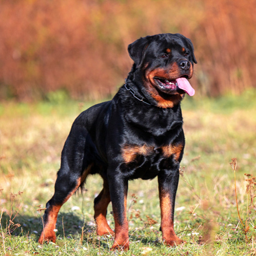 Ротвейлер (вычес+мытье+сушка)
