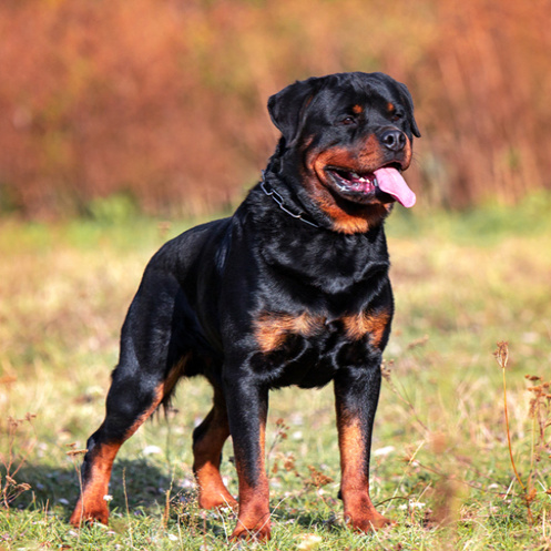 Ротвейлер (вычес+мытьё+сушка)