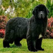 Ньюфаундленд (комплекс)