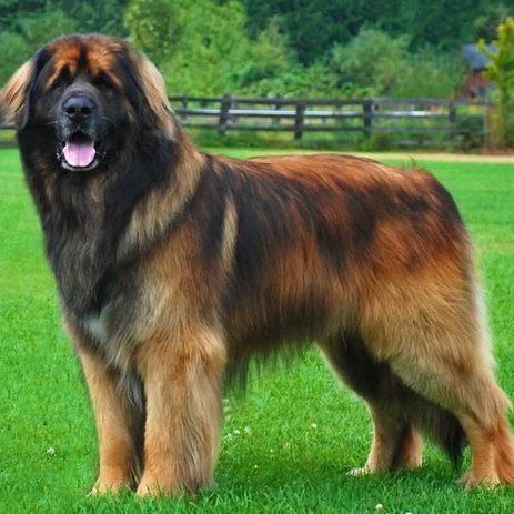 Леонбергер комплекс (вычес+мытьё+сушка)