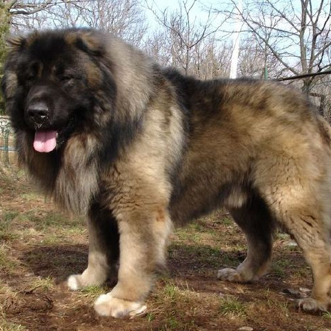 Кавказская овчарка комплекс  (вычес+мытьё+сушка)