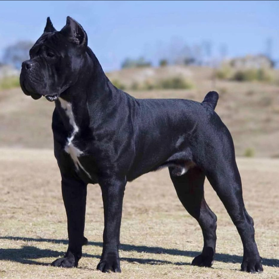 Кане-корсо комплекс (вычес+мытьё+сушка)