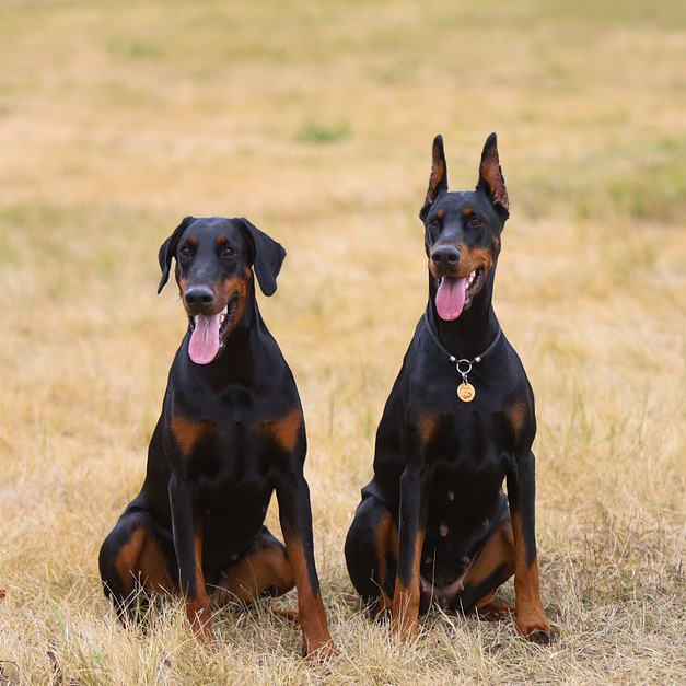 Доберман комплекс (вычес+мытьё+сушка)